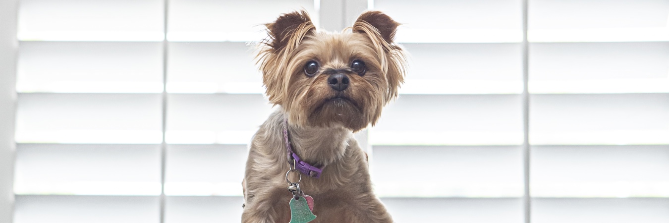 Dog in front of plantation shutters in Philadelphia